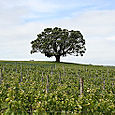 Waiheke Island