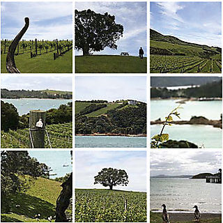 SOWINE_WAIHEKE