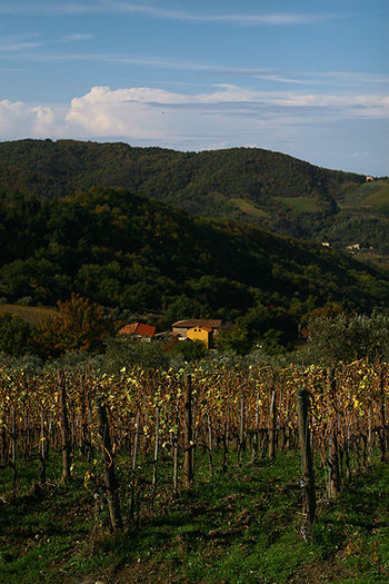 SOWINE_Toscane2