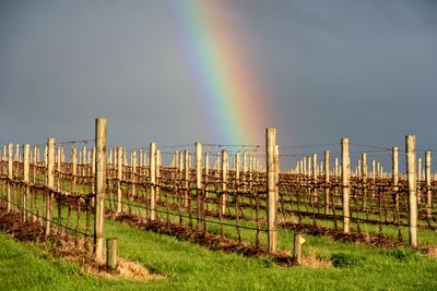 Yarra_Valley_Victoria