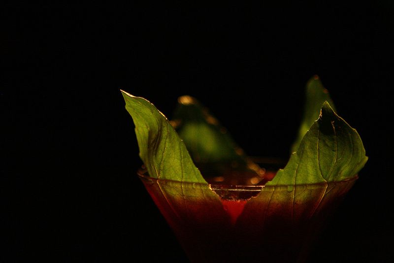 SOWINE_cocktail_mixologie2