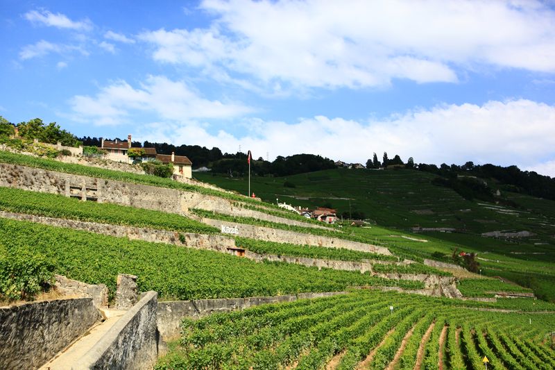 SOWINE_Lavaux_2