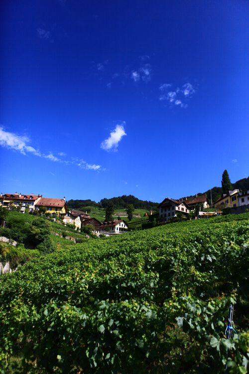 SOWINE_Lavaux_4