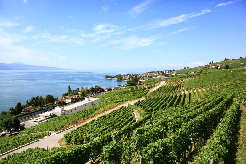 SOWINE_Lavaux_5