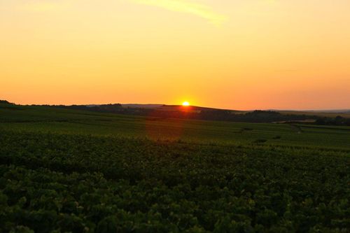 SOWINE_Soleil_Vignes_1